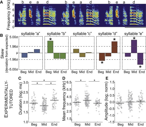 Spectrograms showing positional biases in zebra finch syllables, with bar charts of syllable duration, frequency, and amplitude across song positions
